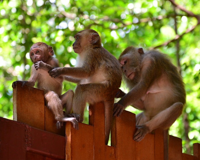 Monos de la playa de Railay