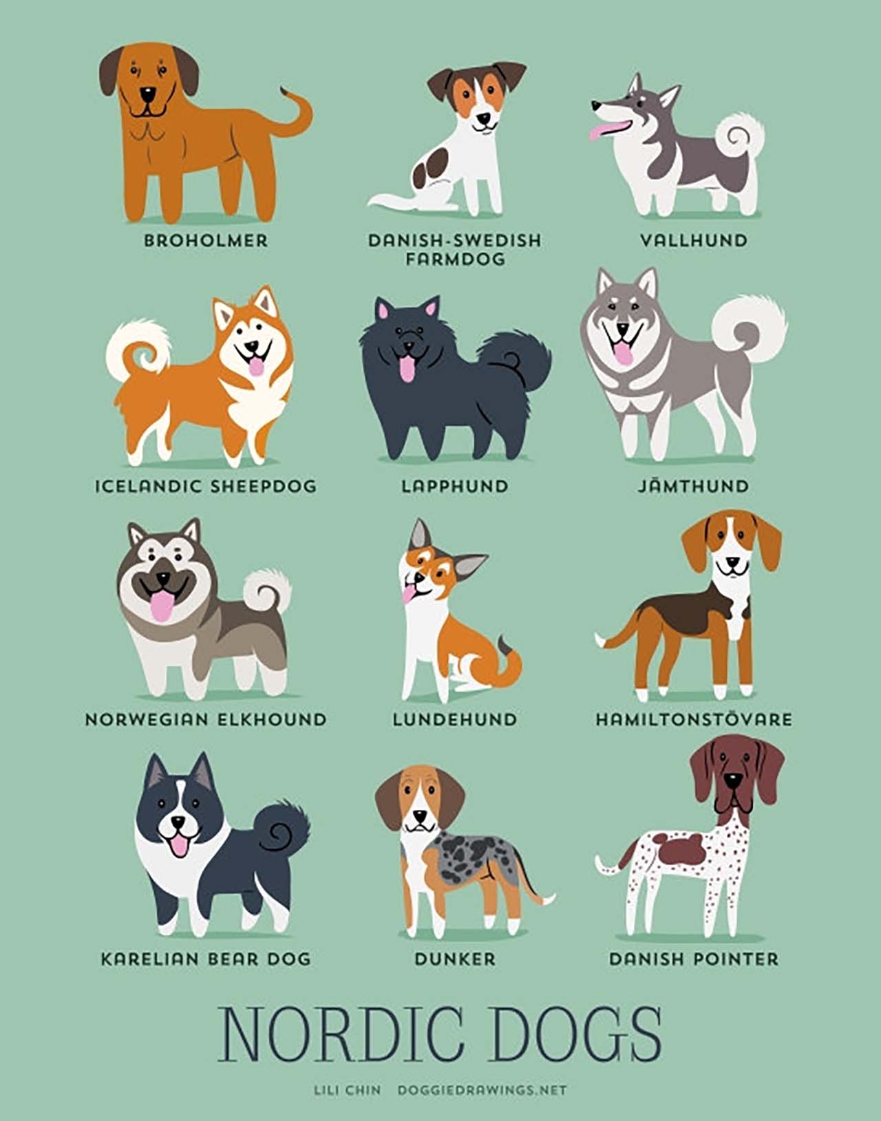 Origin Of Dogs: Cute Illustration By Lili Chin Show Where Dog Breeds Originating From #10: Nordic Dogs