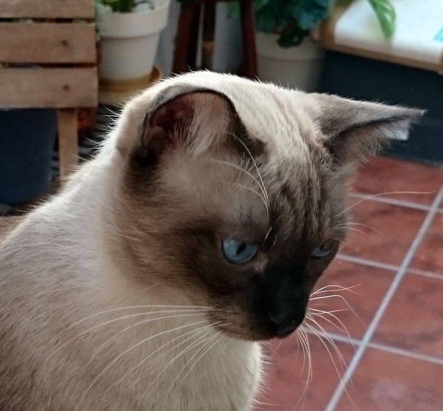 Sting, gato siamés de ojazos azules excelente compañero, nacido en Agosto´13, en adopción. Valencia. ADOPTADO. 22015910295_c6a6414a4e_z