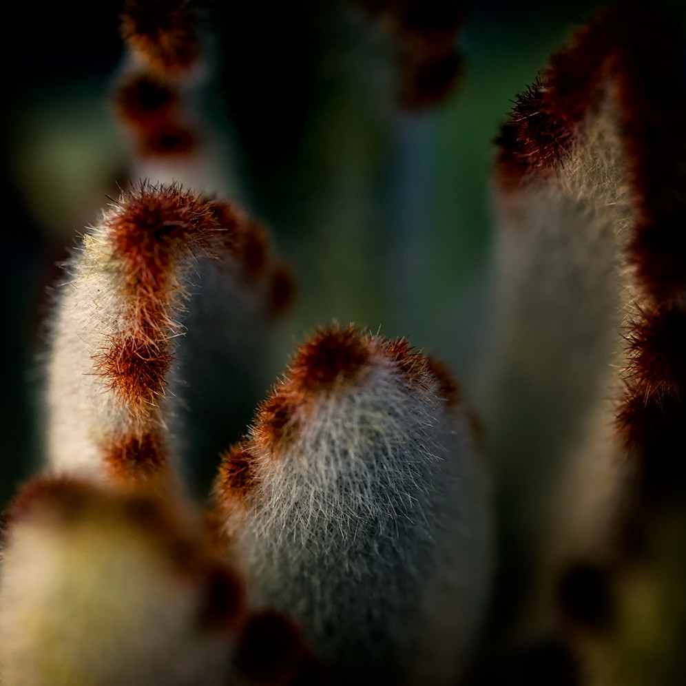 Dance the Tarantella: Cactus