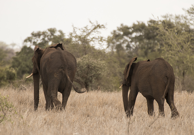Parque Nacional KRUGER por libre (incluye vídeos) - NAMIBIA & KRUGER por libre: 21 días Very WILD (8)