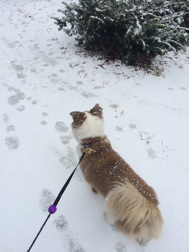 A small dog (my dog Kiki), in the snow, staring alertly ahead.