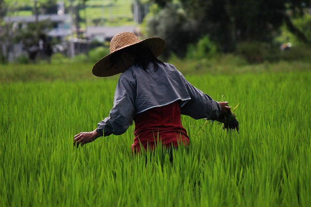 友善環境耕作的小農經濟最適合台灣。攝影：廖靜蕙