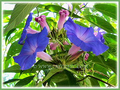 Ipomoea indica (Morning Glory, Blue Morning Glory, Oceanblue Morning Glory, Blue Dawn Flower) with mesmerising flowers and buds, 5 Aug 2011