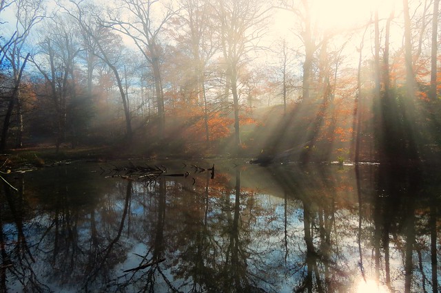 A chilly winter morning at Turtle Pond at Mason Neck State Park, Virginia
