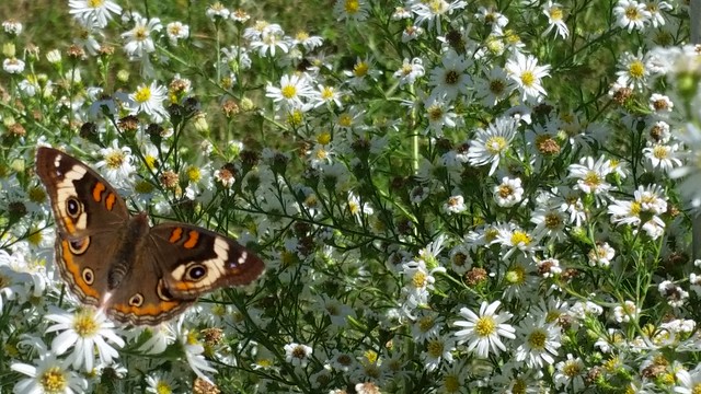 Butterflies are nature's replenishers at Virginia State Parks