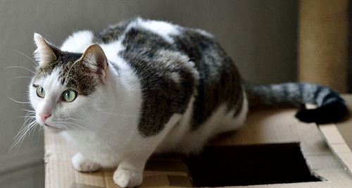 Rudy, gato blanquipardo mimosón sano y esterilizado nacido en Junio´14, necesita hogar. Valencia. ADOPTADO. 23864134665_bbeda9729c