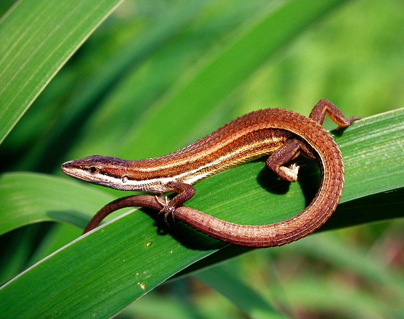鹿野草蜥的母蜥全身淺褐色，沒有斑點。