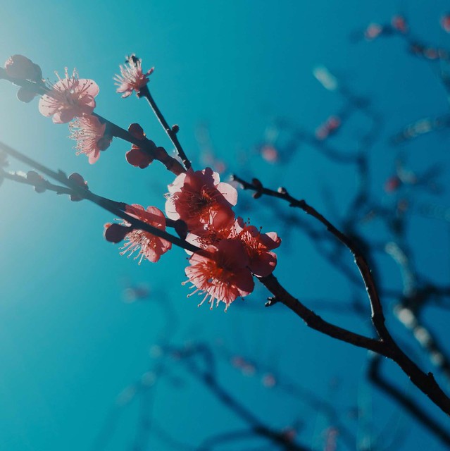 Red plum blossoms