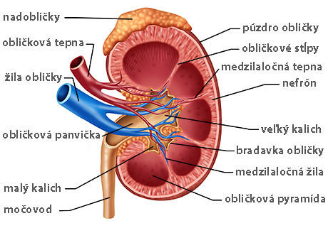 Human Kidney Diagram