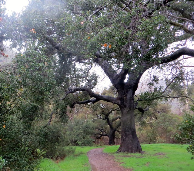 california live oaks