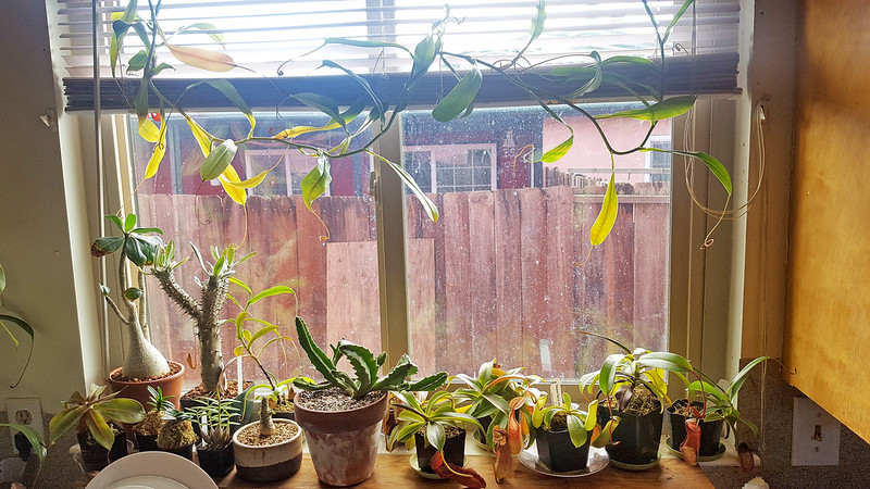 Nepenthes windowsill.