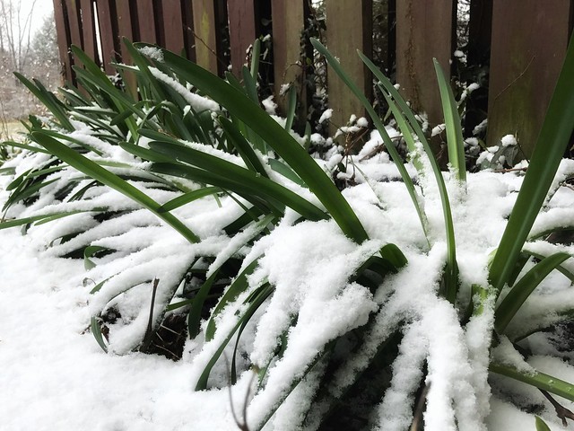 Snow on the Garden