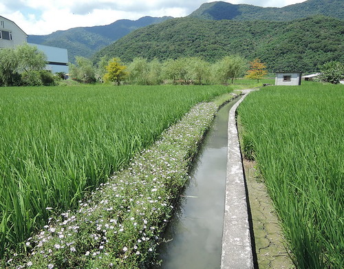 台灣原生野花植生毯應用於田埂植被復育，有助於重建有益昆蟲棲所。圖片來源：花蓮農改場