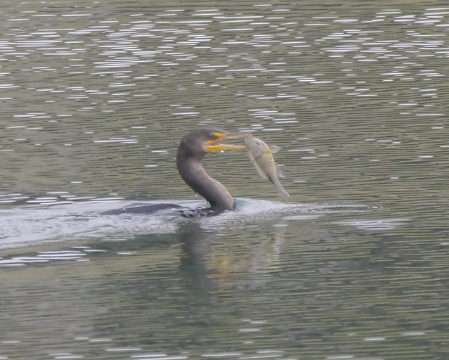 Double-crested Cormorant with Sunfish