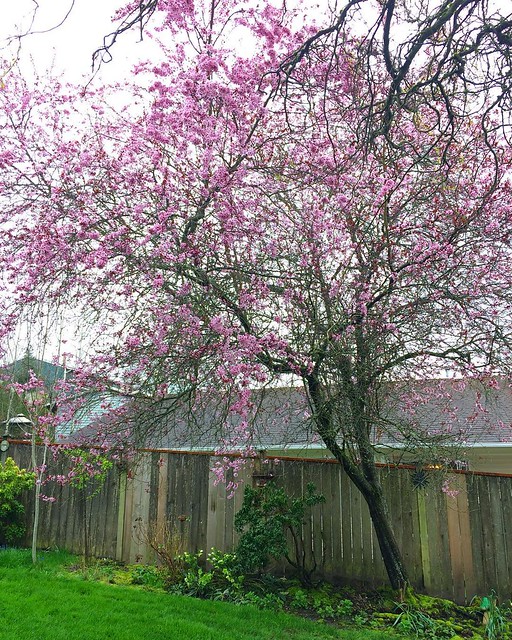 I 💗the flowering almond tree.