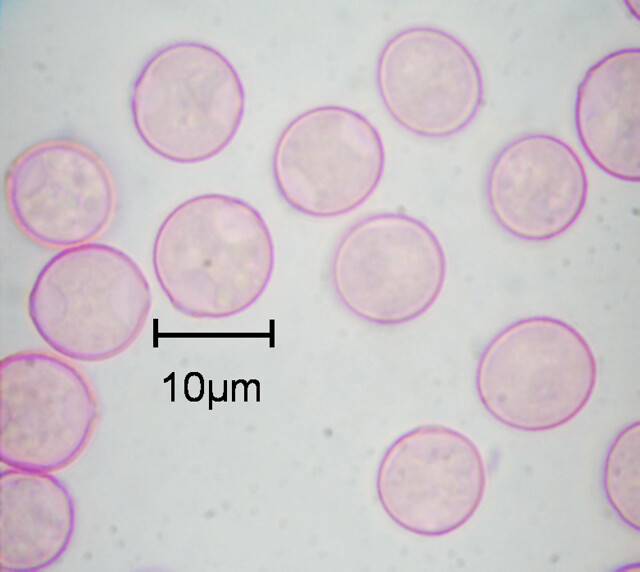 顯微鏡下的花粉 圖片來源：吳佩芝