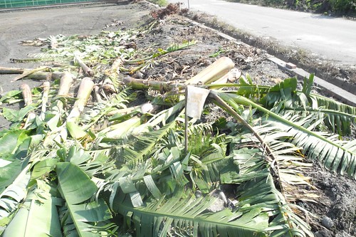 今年蘇迪勒風災，香蕉損失嚴重（示意圖）。攝影：廖靜蕙