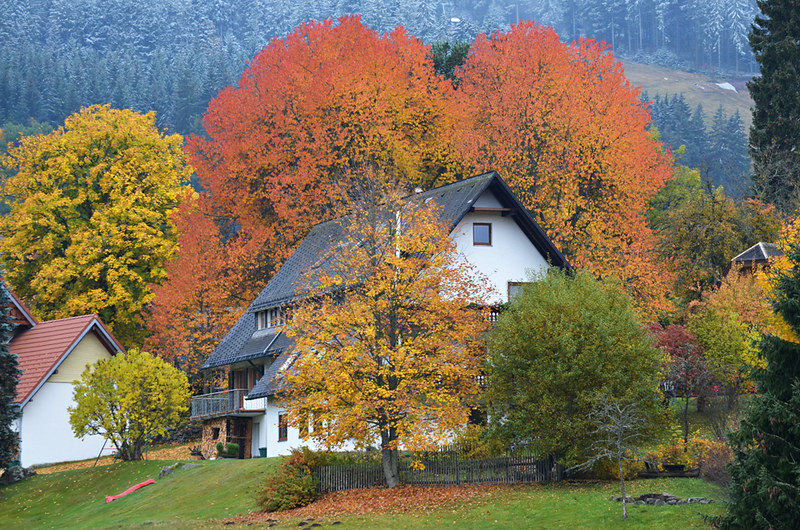 The unreal tree, Altglashutten, Black Forest, Germany