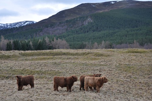 Highland Coo'letts