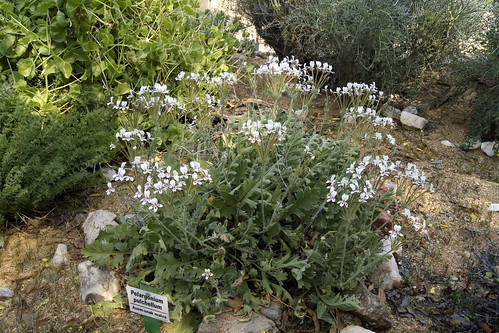Pelargonium pulchellum