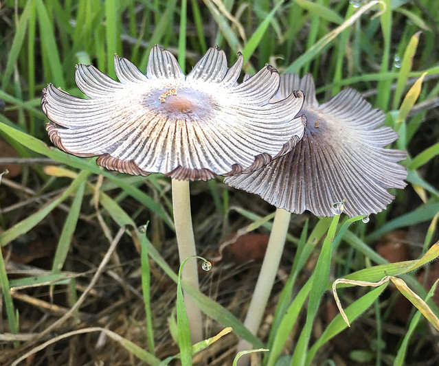 Mushroom spp