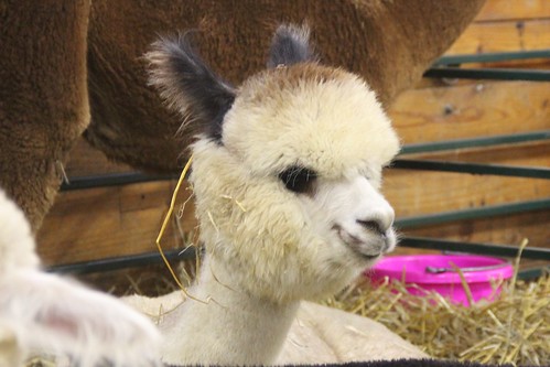 Alpaca - Really, I didn't eat the hay.  -SOLO--  Flickr