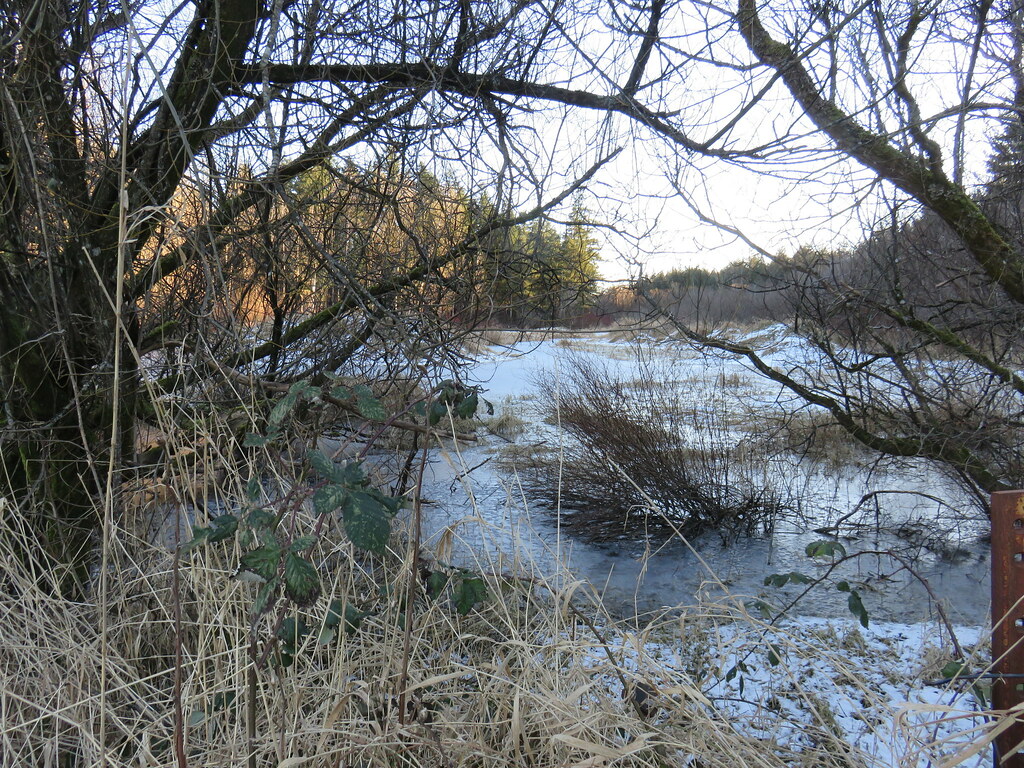 Frozen  Marsh.
