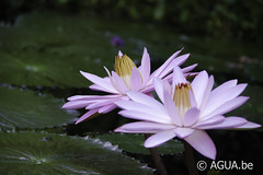 Nymphaea Texas Shell Pink