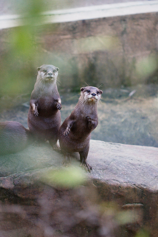 Loutre curieuse 31100919704_cf2b97dfb7_c