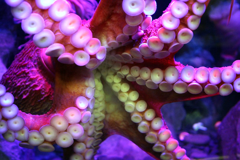 Giant Pacific Octopus (Enteroctopus Dofleini) | Each of the … | Flickr