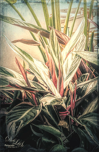 Image of a Tricolored Ginger Plant