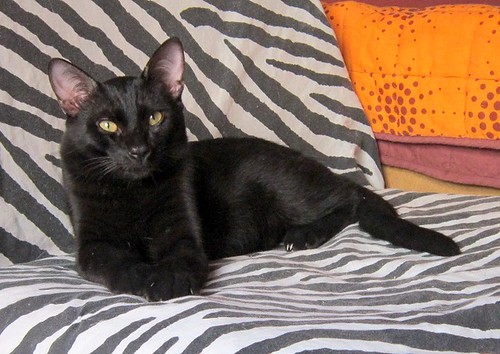 Nero, gato negro azabache guapetón nacido en Abril´15 esterilizado, en adopción. Valencia. ADOPTADO. 23012096333_1f0747029e