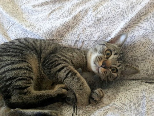 Jandro, gatito pardito monísimo y muy mimoso esterilizado, nacido en Julio´15, en adopción. Valencia. ADOPTADO. 22916876804_31a5d2fd74