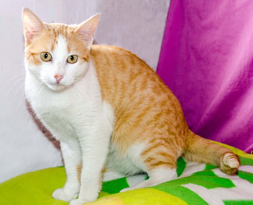 Víctor, gatito blanco y naranja muy dulce esterilizado, nacido en Agosto´16, en adopción. Valencia. ADOPTADO. 33032856846_8d9a7f9ae1