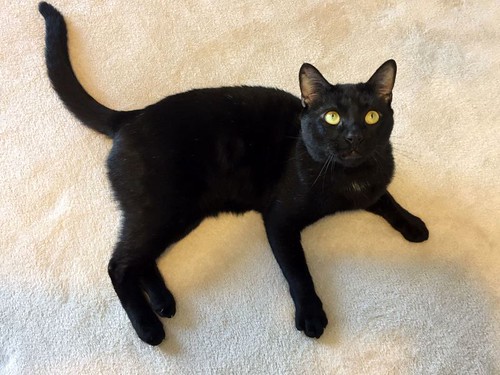 Apolo, gato negro bellísimo y mimosón esterilizado, nacido en Agosto´15, en adopción. Valencia. ADOPTADO. 33288714606_162f67051a