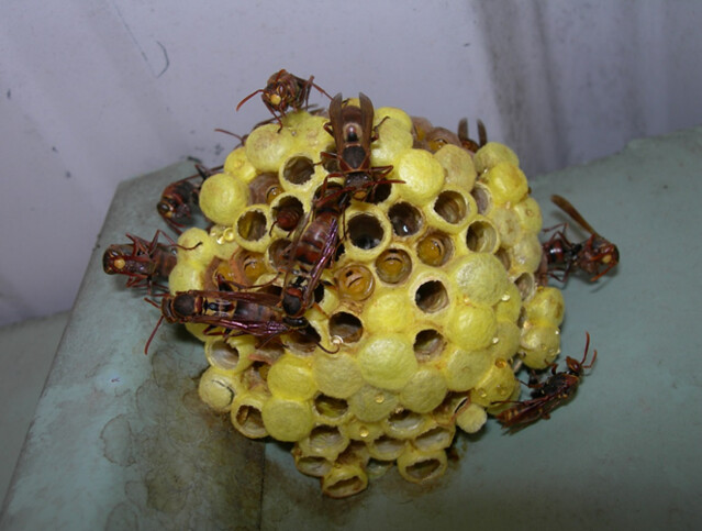 僅具單層巢脾的雙斑長腳蜂窩，黃色部分為幼蟲化蛹所結之繭蓋。圖片攝影：陸聲山