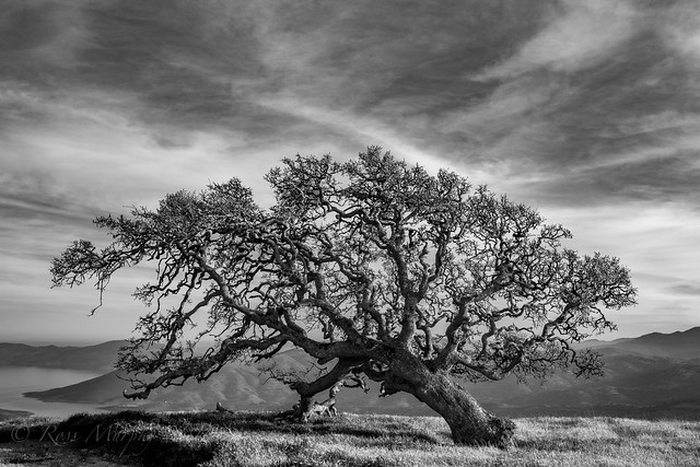 Pacheco Pass, Oak