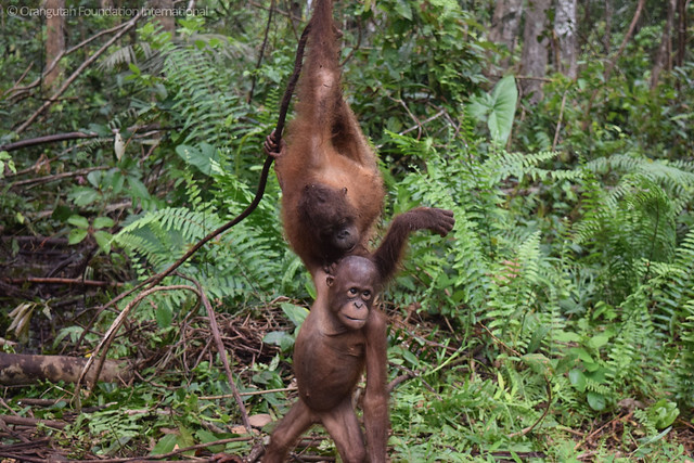 Orangutan Foundation International Dodot & Weyerhauser