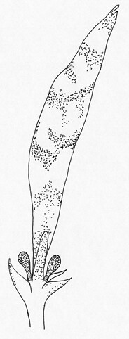 奈氏擬鮟鱇的餌球有兩個小黑點跟皮瓣，就像是小魚或小蝦一般。圖片作者：何宣慶。