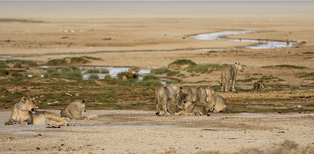 NAMIBIA & KRUGER por libre: 21 días Very WILD - Blogs de Africa Sur - Parque Nacional ETOSHA (16)