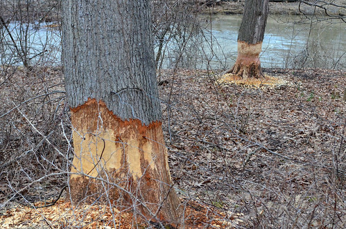 The beavers are eating these trees.