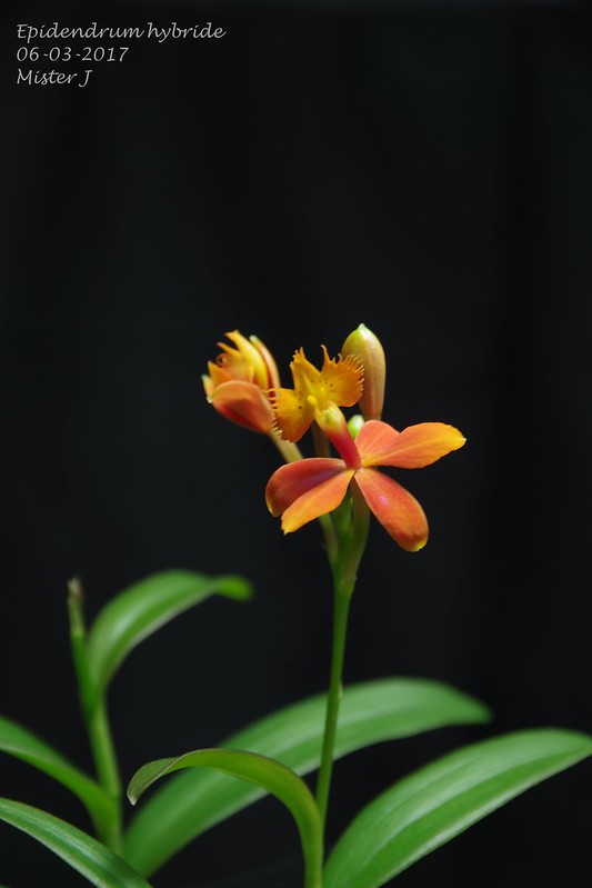 Epidendrum hybride orange 33125114272_608f50815e_c