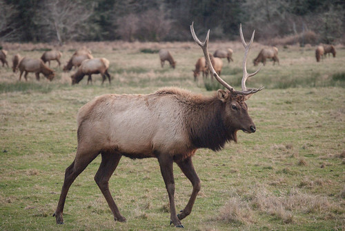 Lazily Wandering Elk