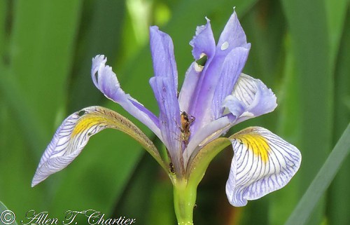 Iris virginica (Southern Blue-Flag)