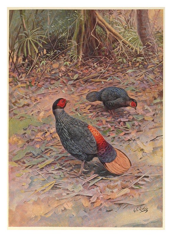 004-A monograph of the pheasants-1918-tomo 2