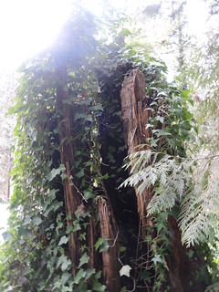 Stump with ivy