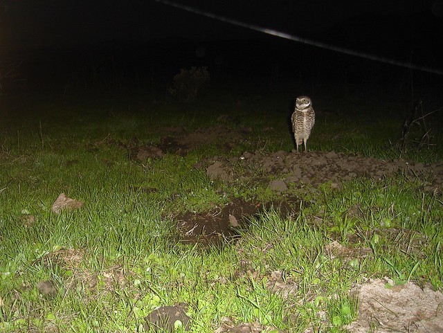burrowing owl back