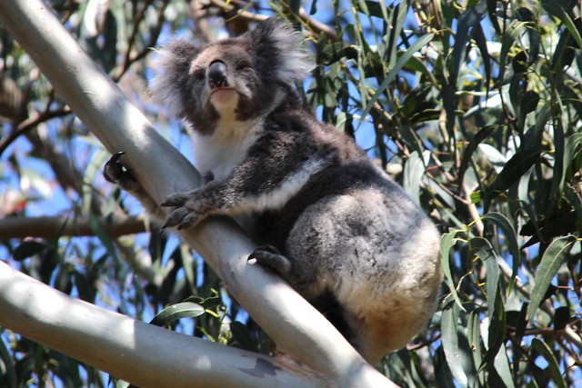 Wild koala at kennett river