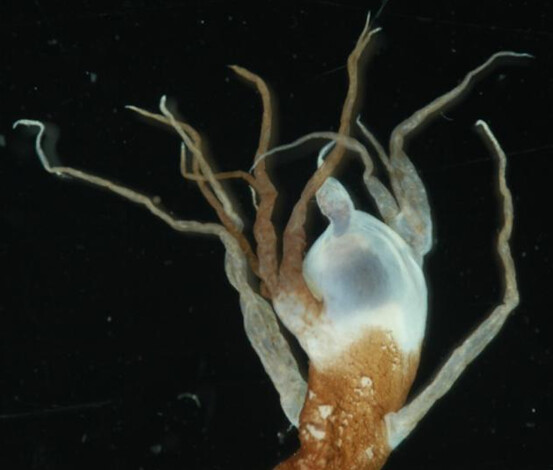 蟾鮟鱇（Bufoceratias wedli）的餌球發光器上具有不少分支，但是遠不及邵氏蟾鮟鱇（上篇）的餌球來的複雜。圖片作者：何宣慶。